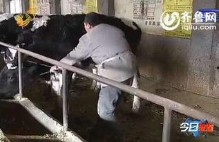 山东养殖视频,科技赋能下的绿色养殖之旅