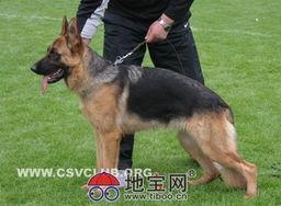 德国牧羊犬配种视频,见证繁育传奇