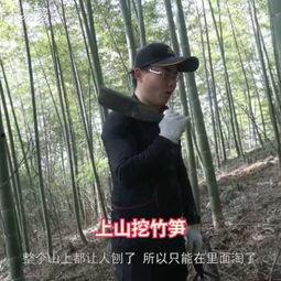 专业挖笋人视频,揭秘山林中的“金条”挖掘技艺