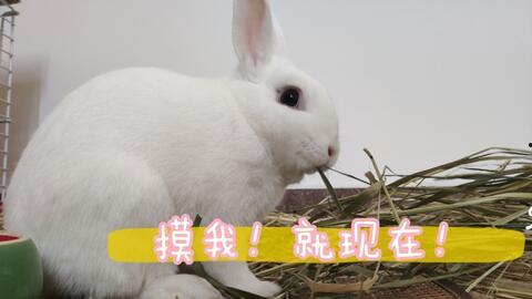 兔子的视频,视频里的兔子萌态大盘点
